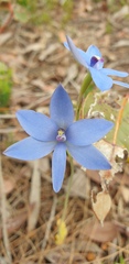 Thelymitra graminea