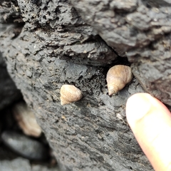 Austrolittorina cincta