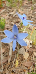 Thelymitra graminea