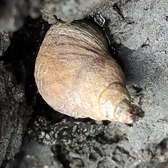 Austrolittorina cincta