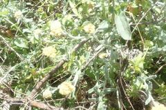 Helichrysum revolutum