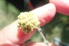 Helichrysum revolutum