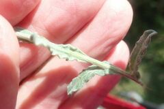 Helichrysum revolutum