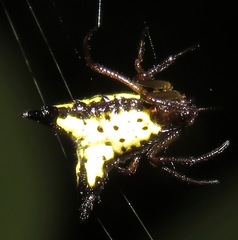 Micrathena plana