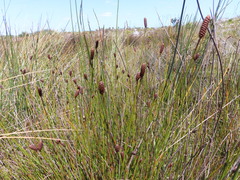 Nevillea obtusissima