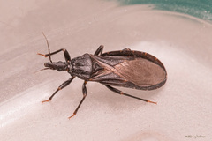 Triatoma protracta