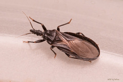 Triatoma protracta