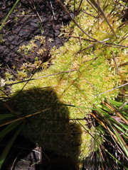 Sphagnum perichaetiale