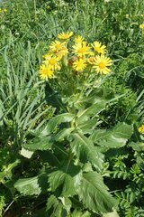 Senecio pseudoarnica