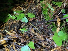 Oxalis oregana