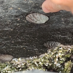 Cellana radians