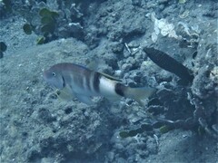 Parupeneus multifasciatus