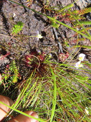 Drosera admirabilis