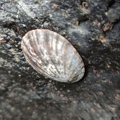 Cellana radians
