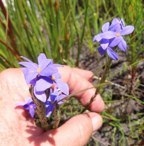 Image of Pink Capesaffron (Gnidia penicillata) by (c) linkie, some rights reserved (CC BY)