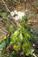 Senecio pseudoarnica