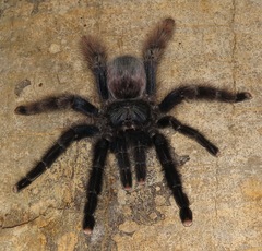 Avicularia