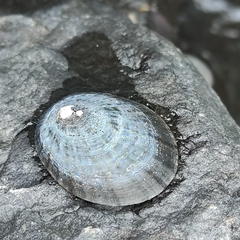 Cellana radians