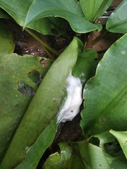 Rhacophorus malabaricus