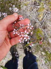 Pericalymma ellipticum