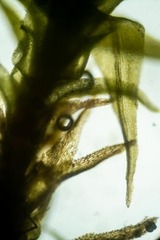 Trichodon cylindricus