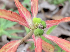 Euphorbia cuphosperma