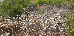 Gnaphalieae