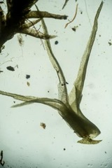 Trichodon cylindricus