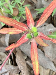 Euphorbia cuphosperma