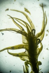 Trichodon cylindricus