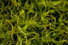 Trichodon cylindricus