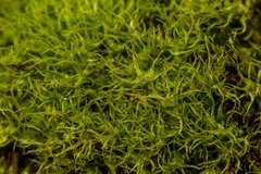 Trichodon cylindricus