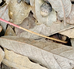 Euphorbia cuphosperma