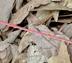 Euphorbia cuphosperma