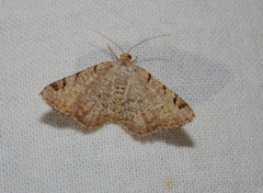 Chiasmia costicommata