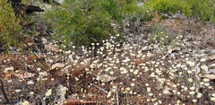 Gnaphalieae