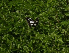 Danaus affinis