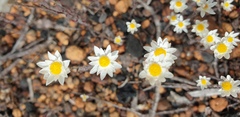 Gnaphalieae