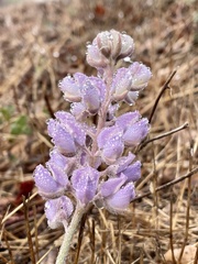 Lupinus formosus