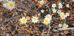 Gnaphalieae