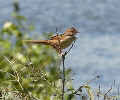 Cincloramphus timoriensis