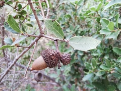 Quercus coccifera