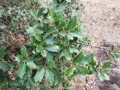 Quercus coccifera