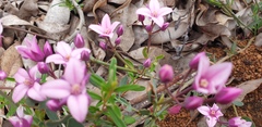 Boronia fastigiata