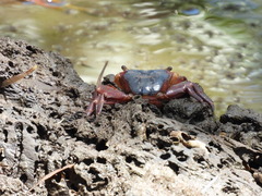 Metopograpsus latifrons