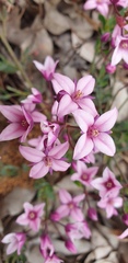 Boronia fastigiata