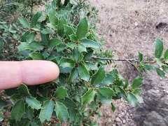 Quercus coccifera