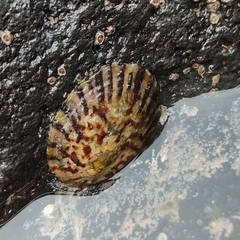 Cellana radians