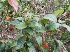 Viburnum tinus