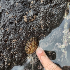 Cellana radians